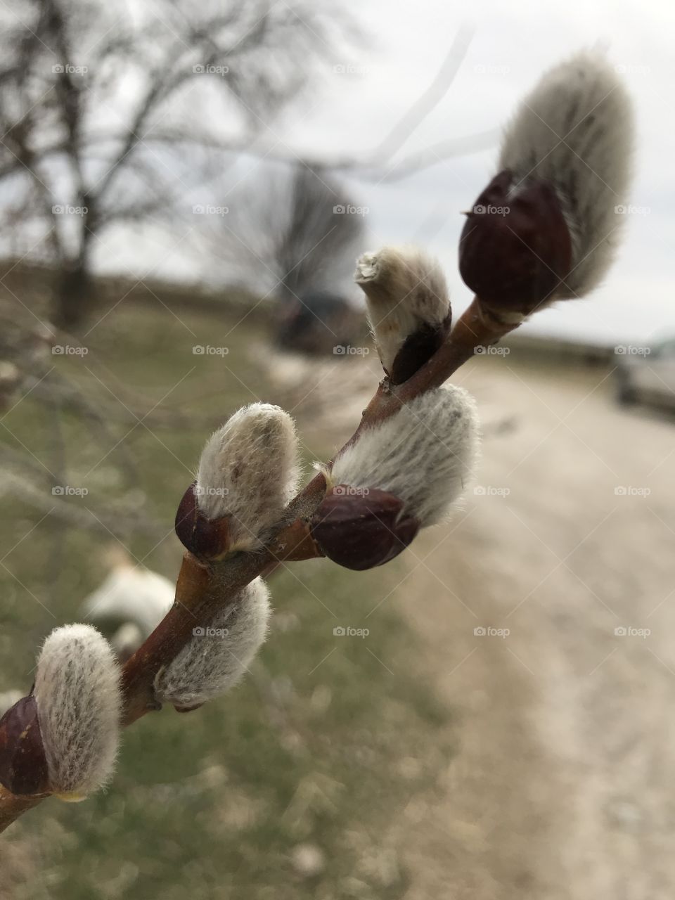 Pussy Willow blooming. Spring . Blooms. 