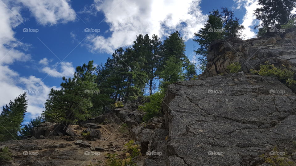 cliff trees