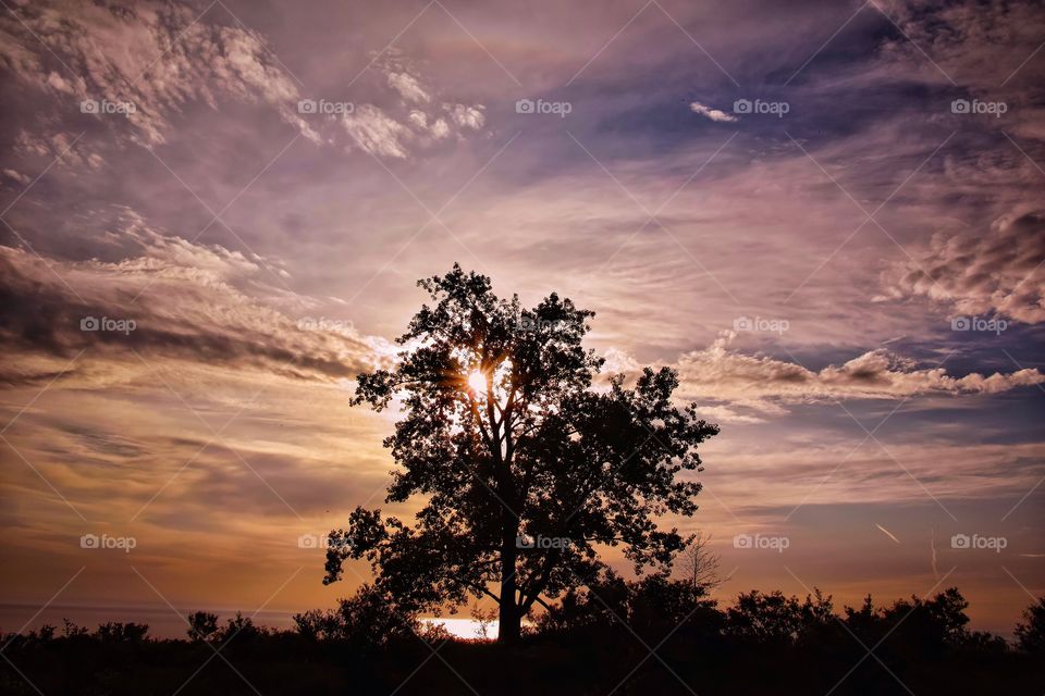 Silhouette of tree during sunset