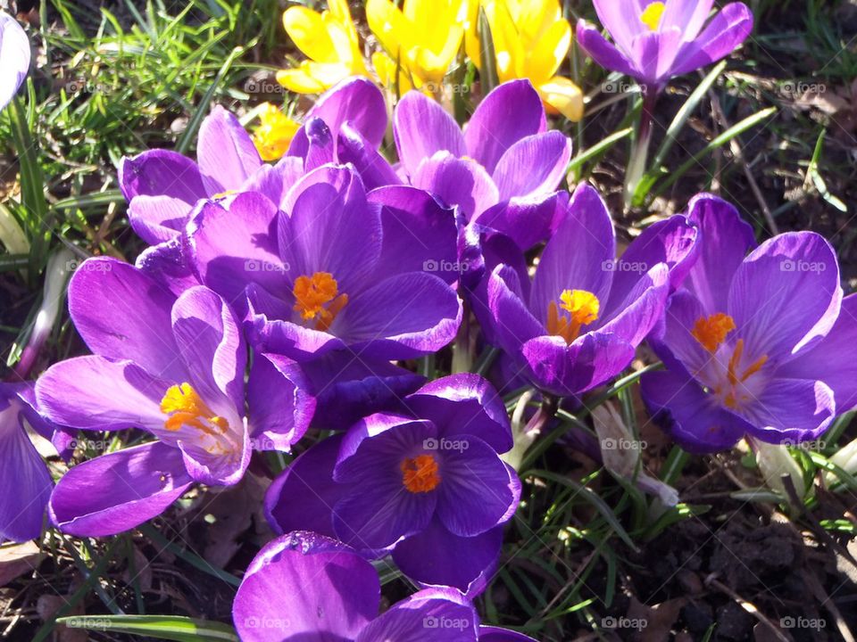Crocuses to cheer u up