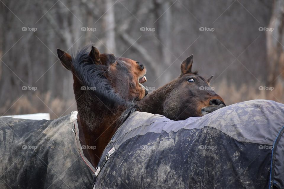 One horse afraid that another horse will bite him