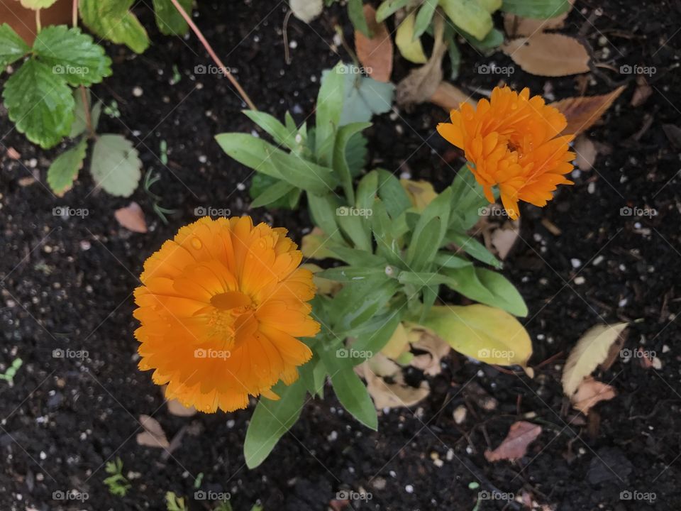 Orange Flower 