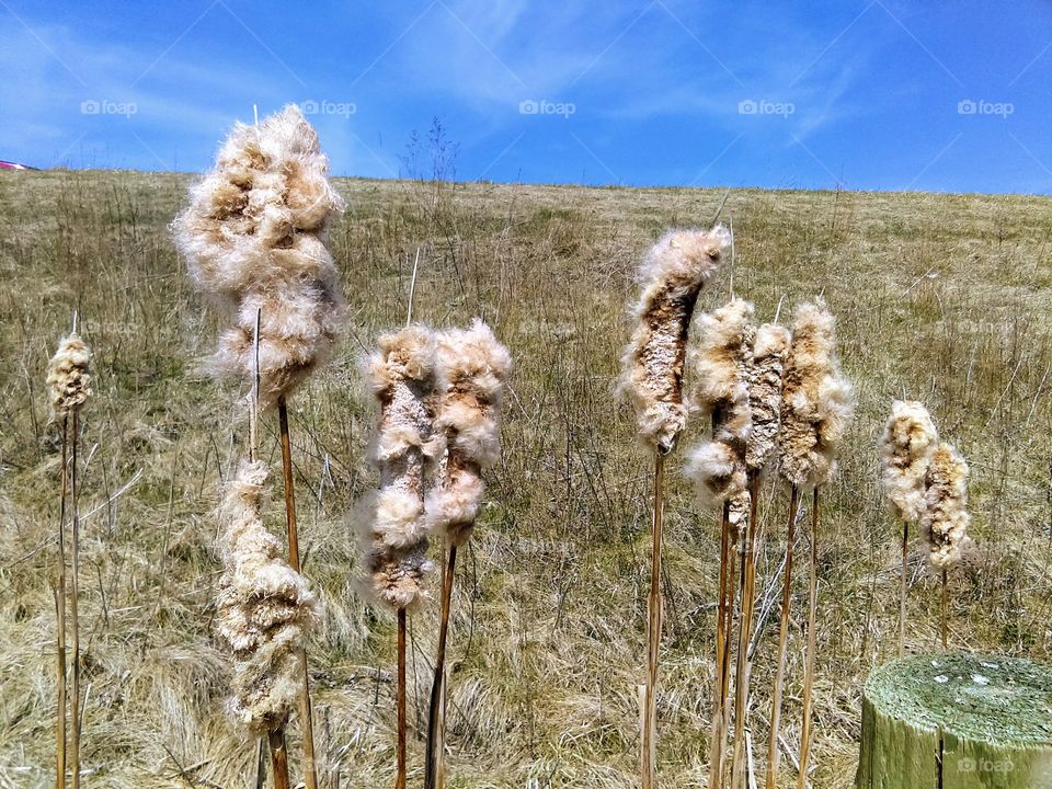 Shredded Cat Tails