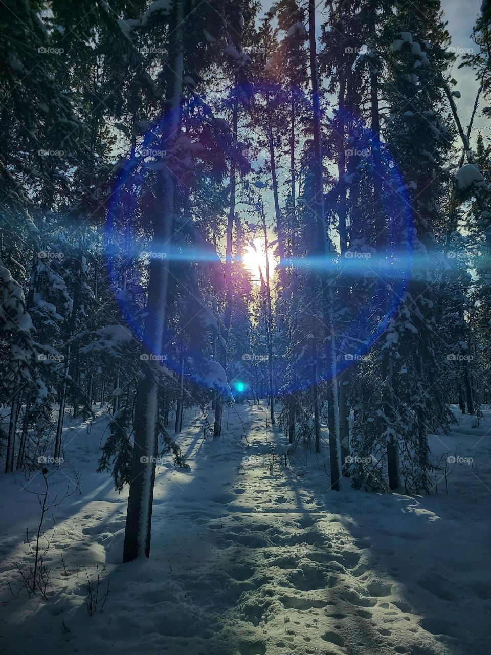 Blue ring around the sun shining through the pine trees