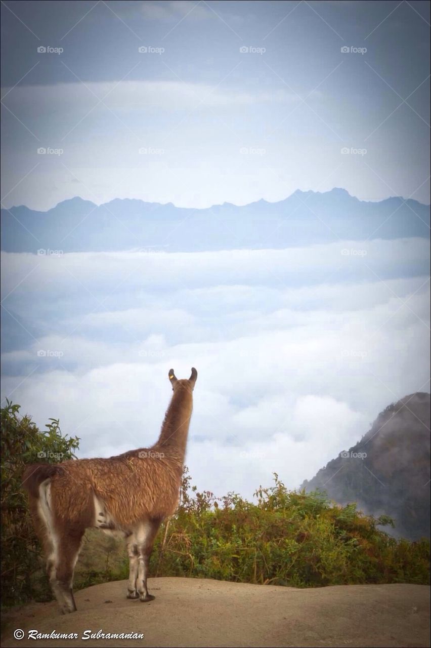Llama scans the horizon
