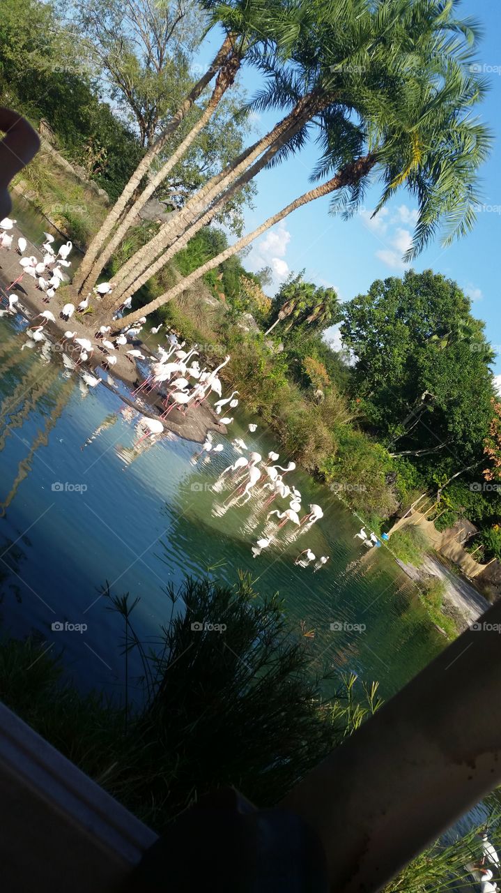 Tree, No Person, Water, Outdoors, Landscape