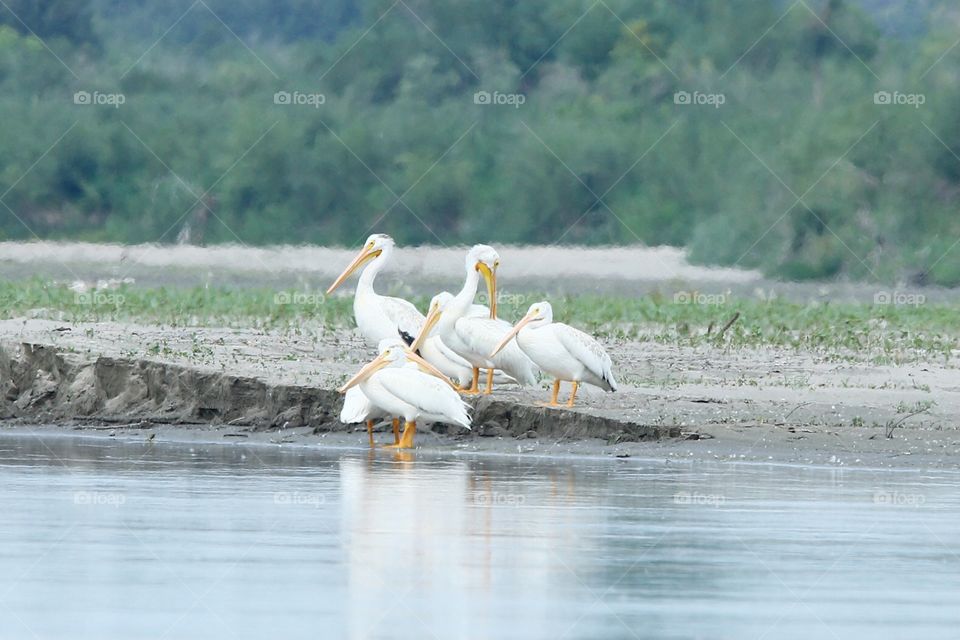 Pelicans 