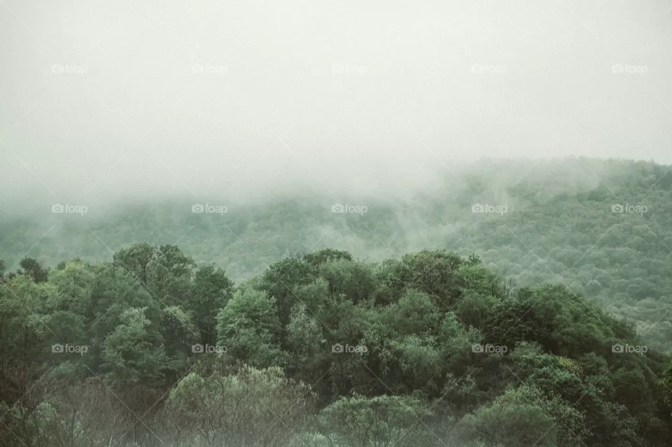 Fog, Mist, Landscape, Tree, Nature