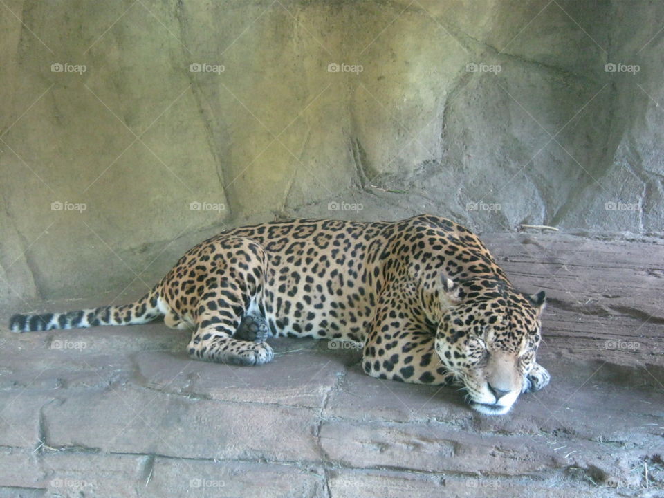 Sleeping Jaguar 