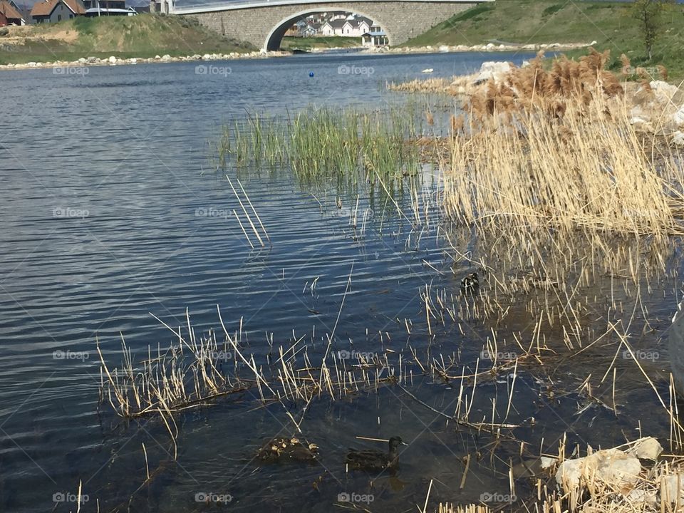 Baby Ducks and Mommy Ducks in Oquirrh Lake, in South Jordan-Daybreak, Utah. Copyright © CM Photography May 2019. 