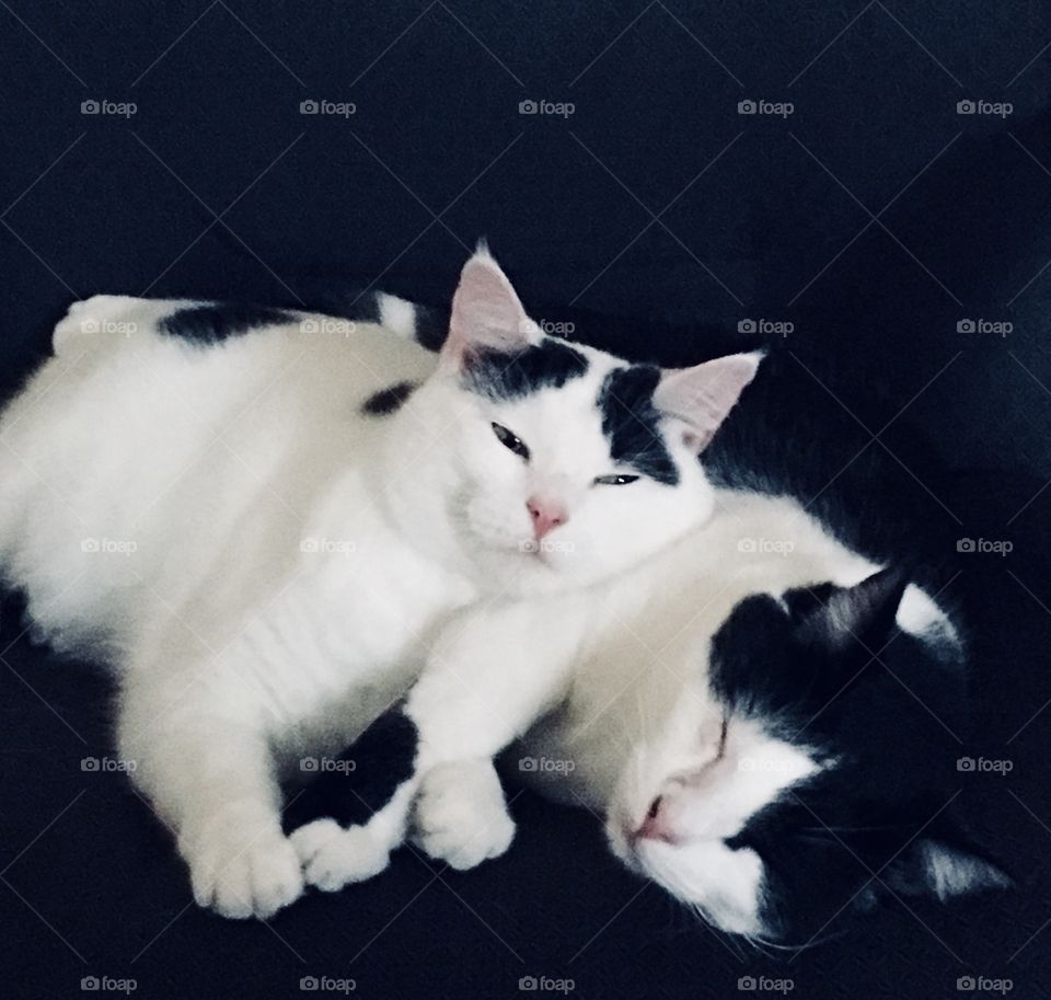 Cats Sleeping on Each Other 