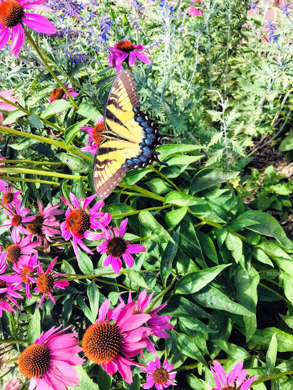 Gorgeous bright butterfly sitting perched a top beautiful flowers in lush garden!! 