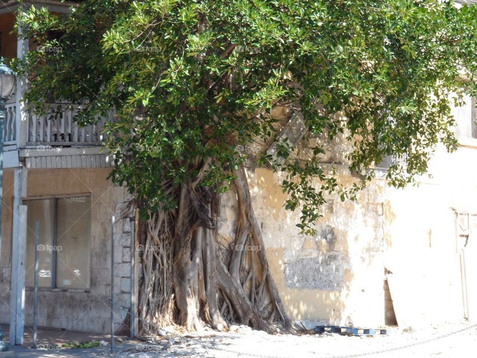 Tree on house in Nassau