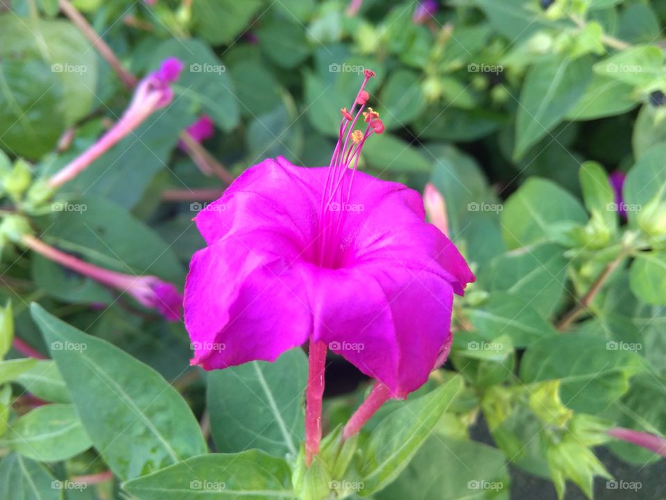 Pink Flower