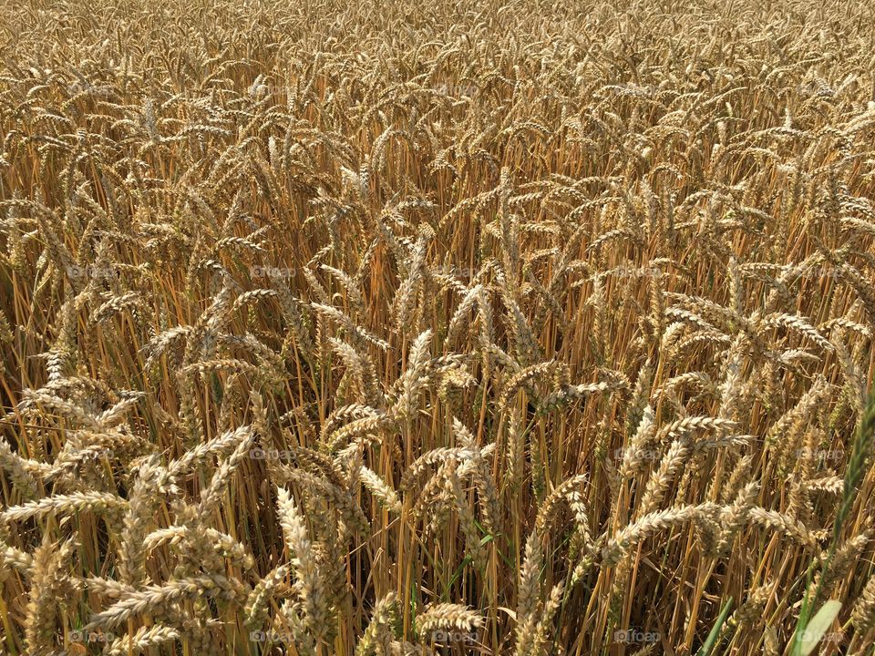 Wheat field