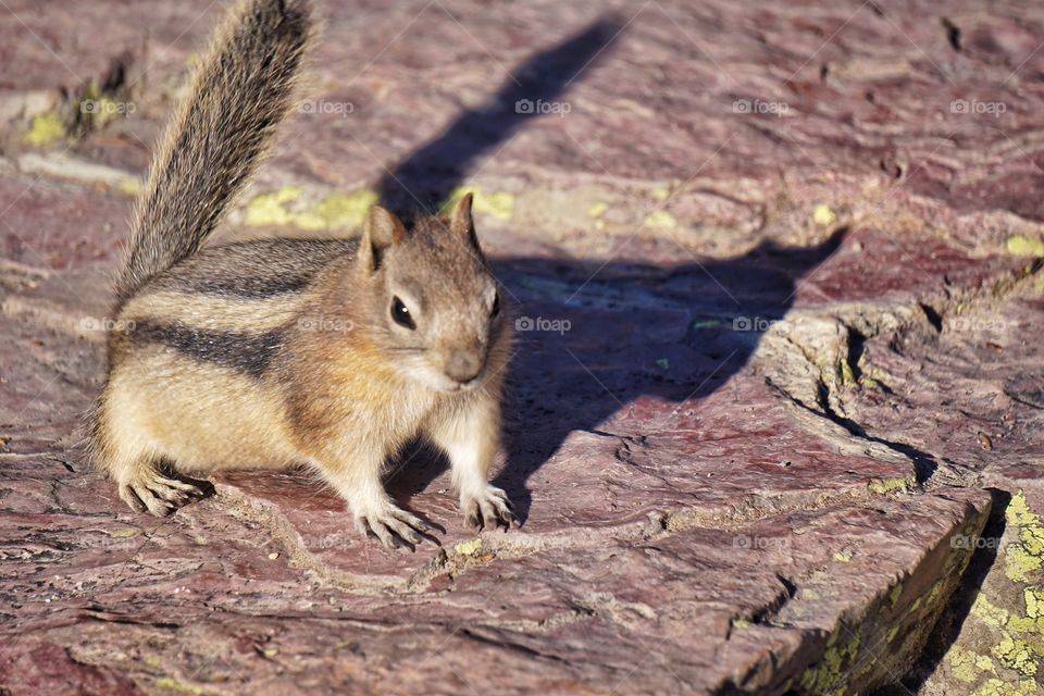 Squirrel in Glacier National Park