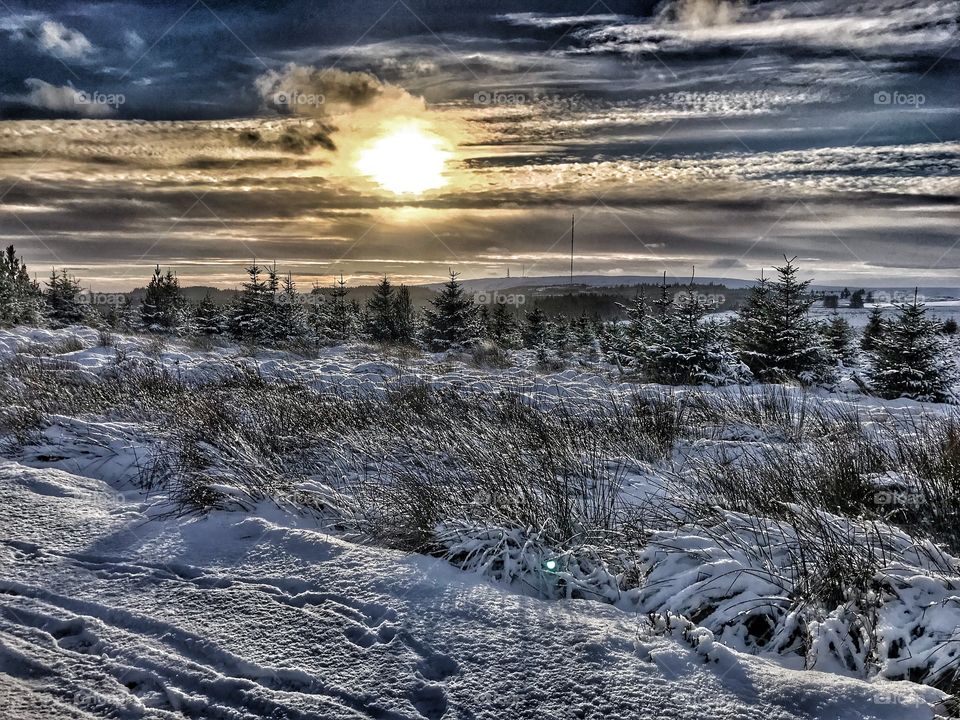 Snowy scene in the Highlands of Scotland, showing the sun in the clouds and fir trees