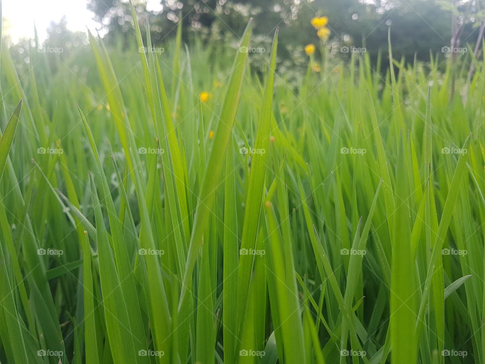 Grass