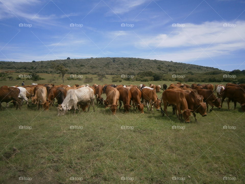 maasai cows