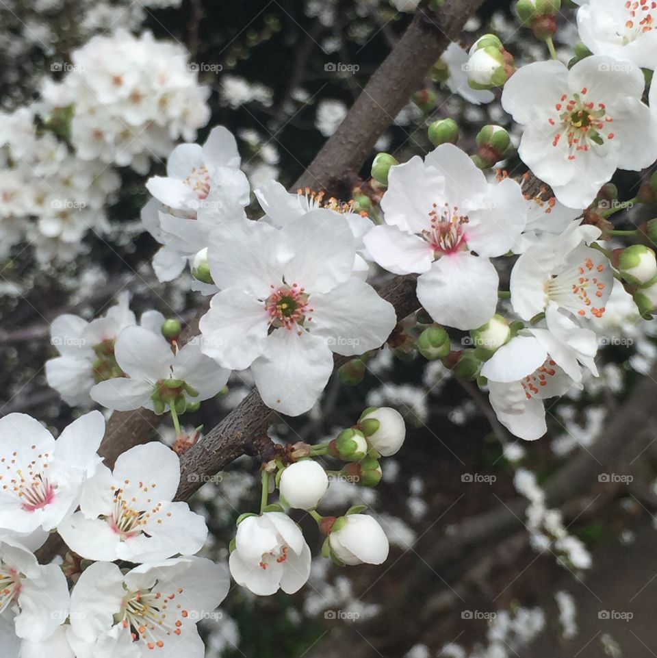 Flowering pear 