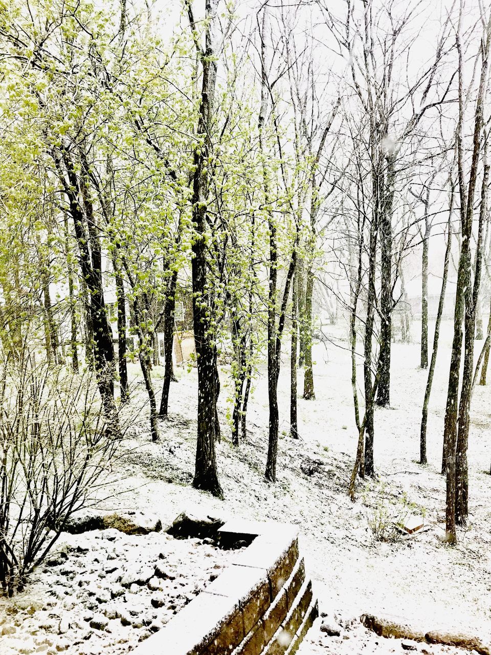 Gorgeous forest of trees with leaves blooming and freshly fallen during snowfall! 