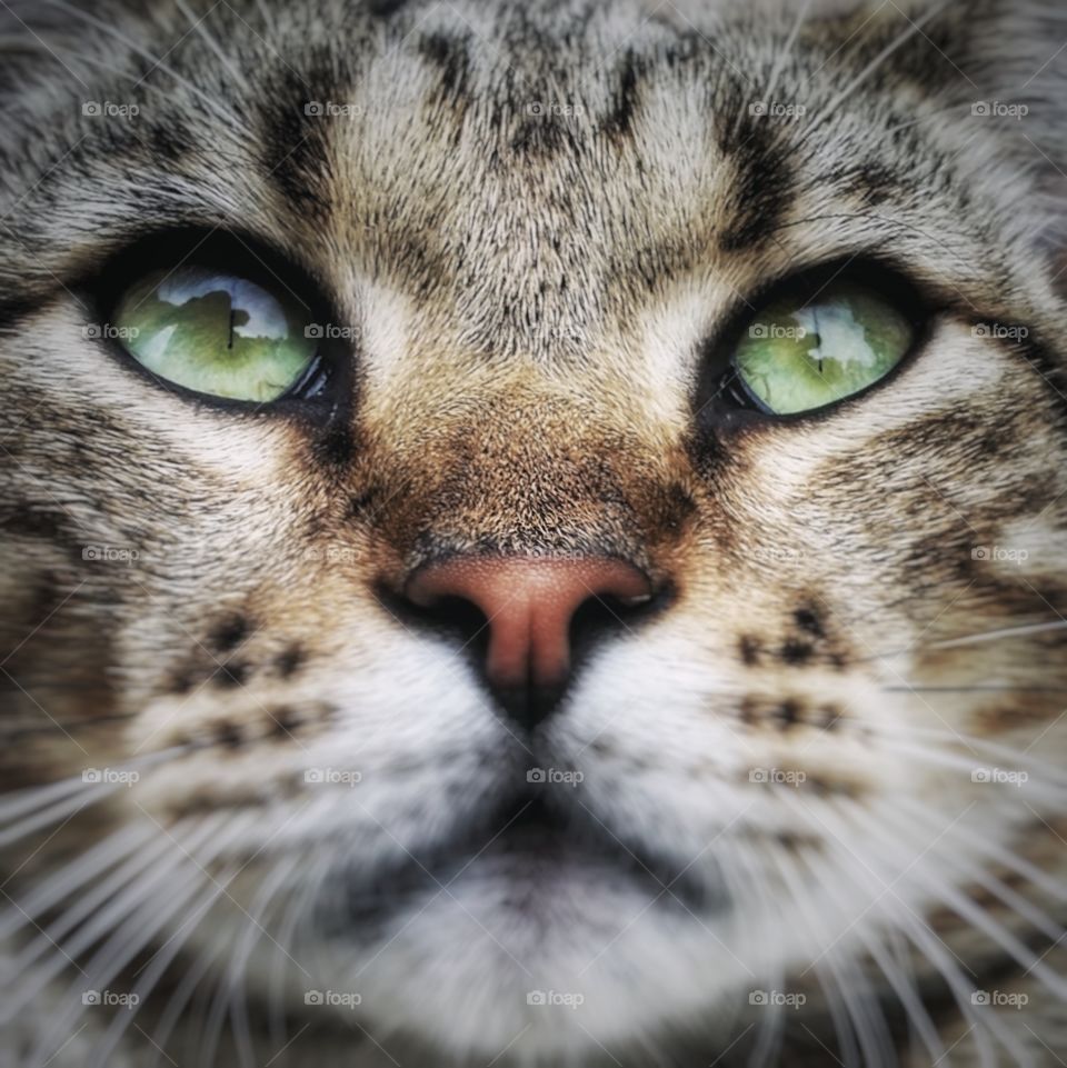 Close up of a green eyed tabby cat