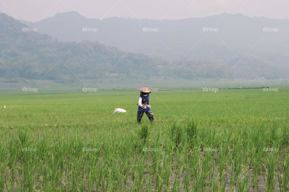 farmer