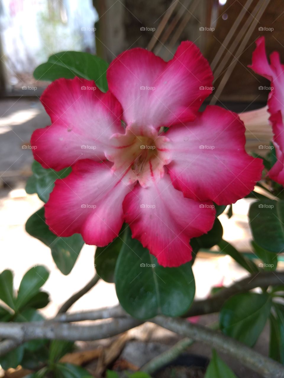 flower pink
#flower #rose #pink