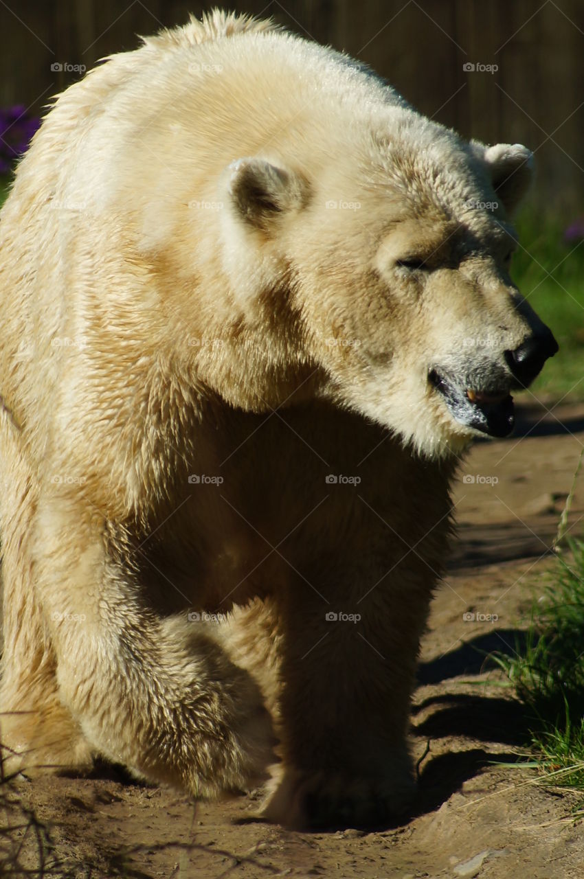 Polar bear looking away