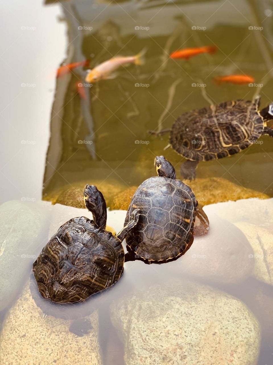 Water turtles and red fishes swimming in a pond 