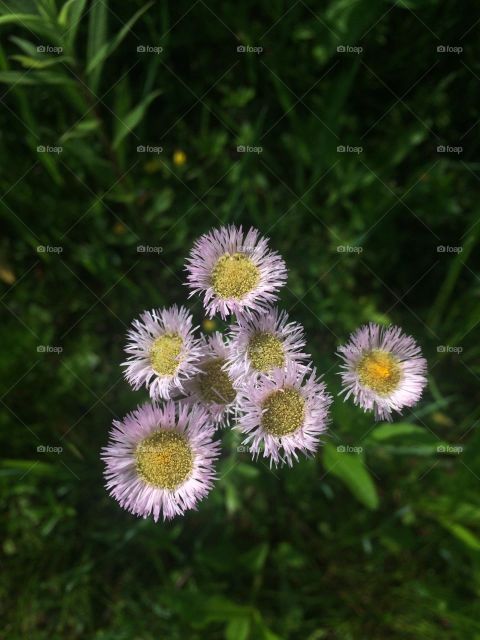 Fleabane