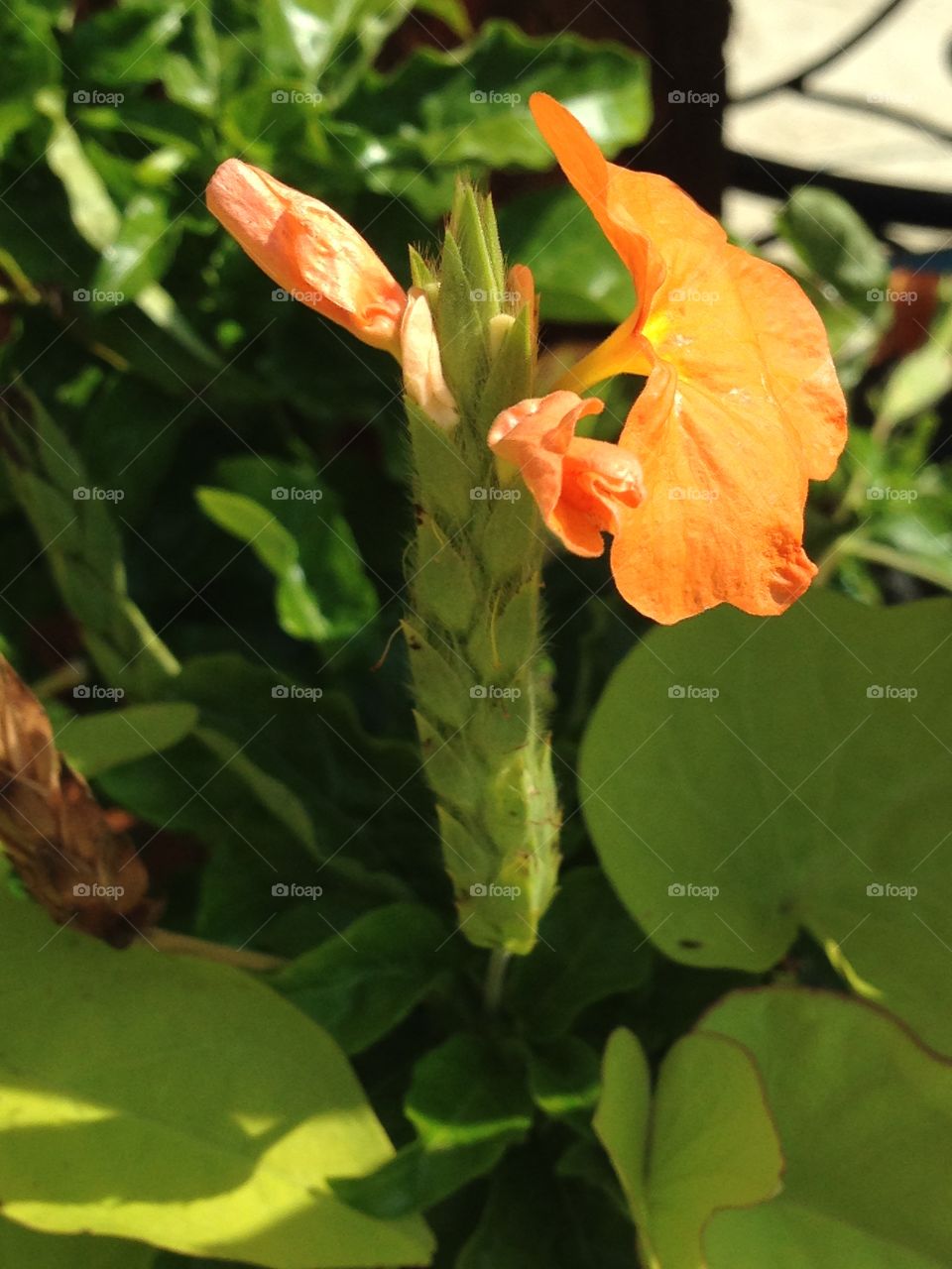 Orange flower