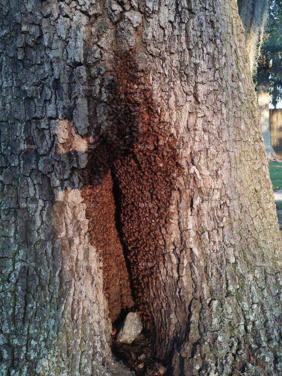 Bees in a Tree. Bees taking over a hollow in a sweet gum tree .