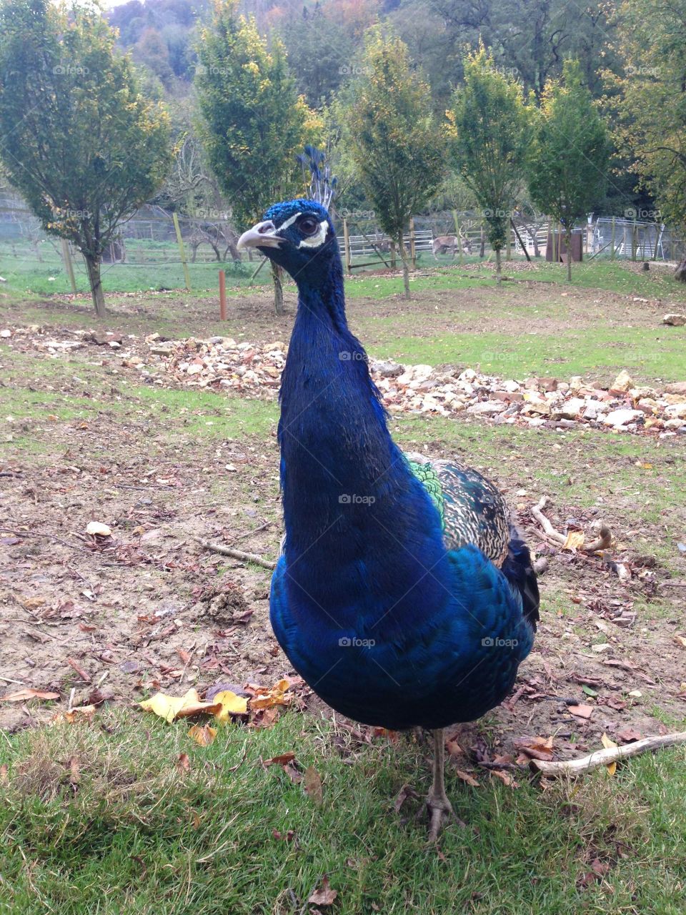 Peacock portrait