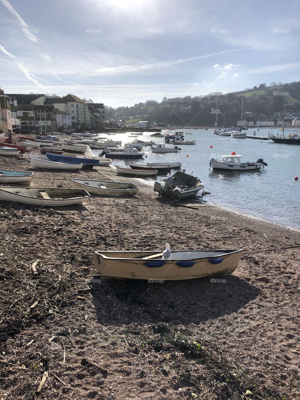 What a view the single swan has, a glorious late winters day in Teignmouth, Devon today Feb 2019 