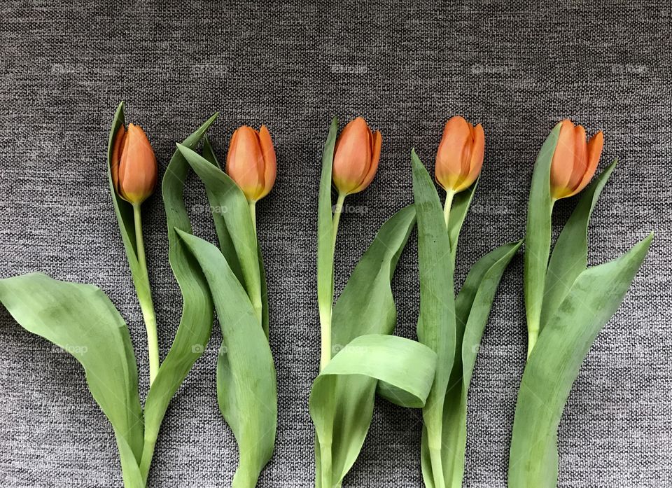 Tulips