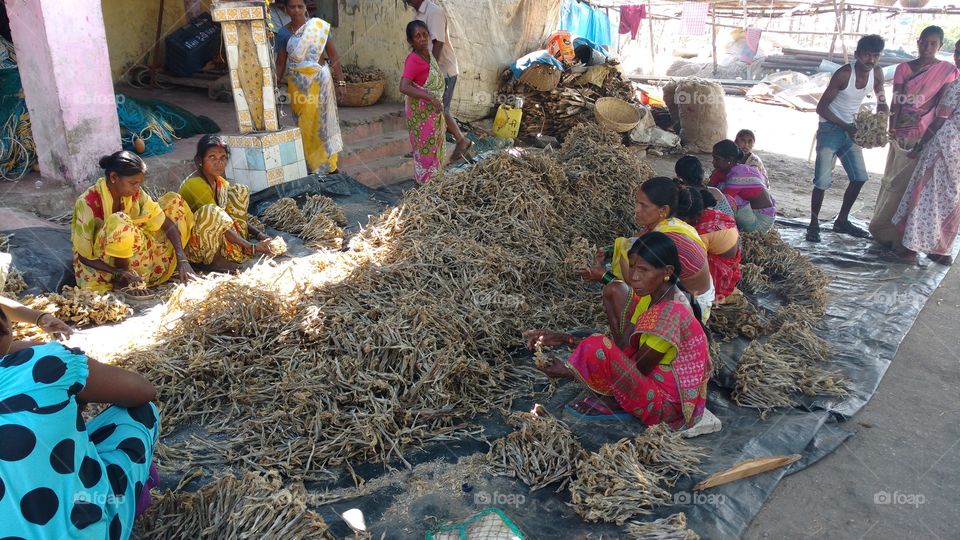 Women sorting dried fish