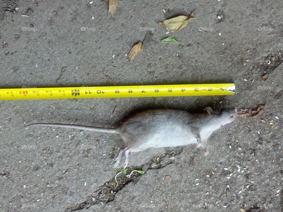 Yep, that's a rat.