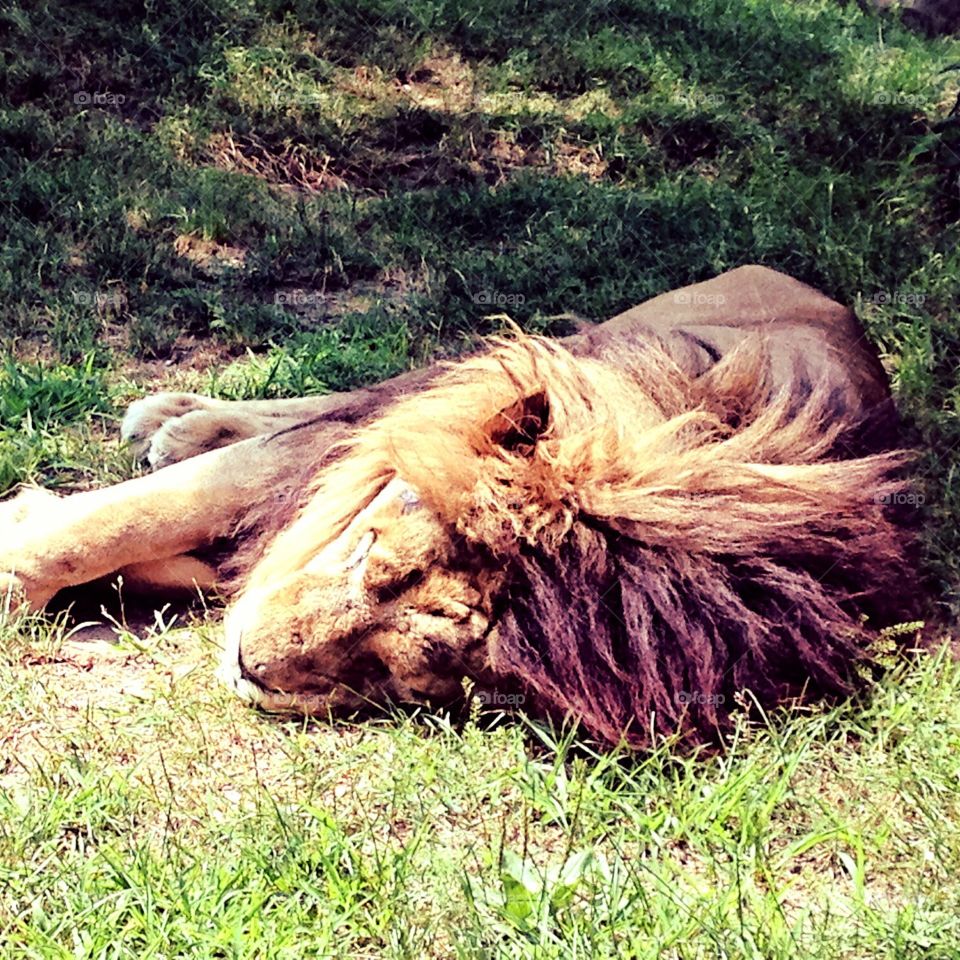 Sleepy lion