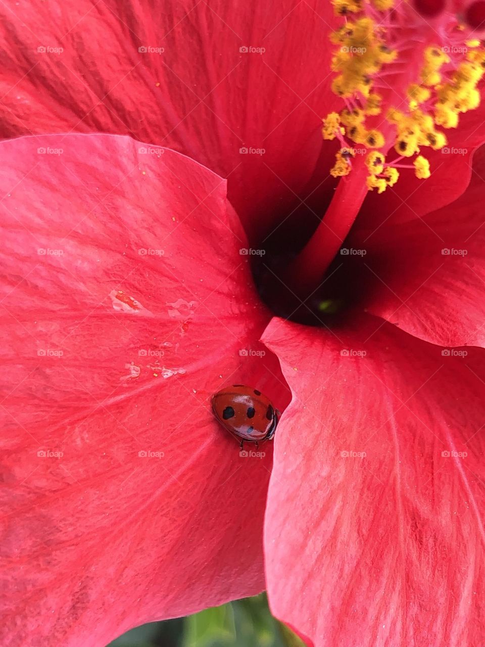 Beautiful ladybug on a red flower in spring 