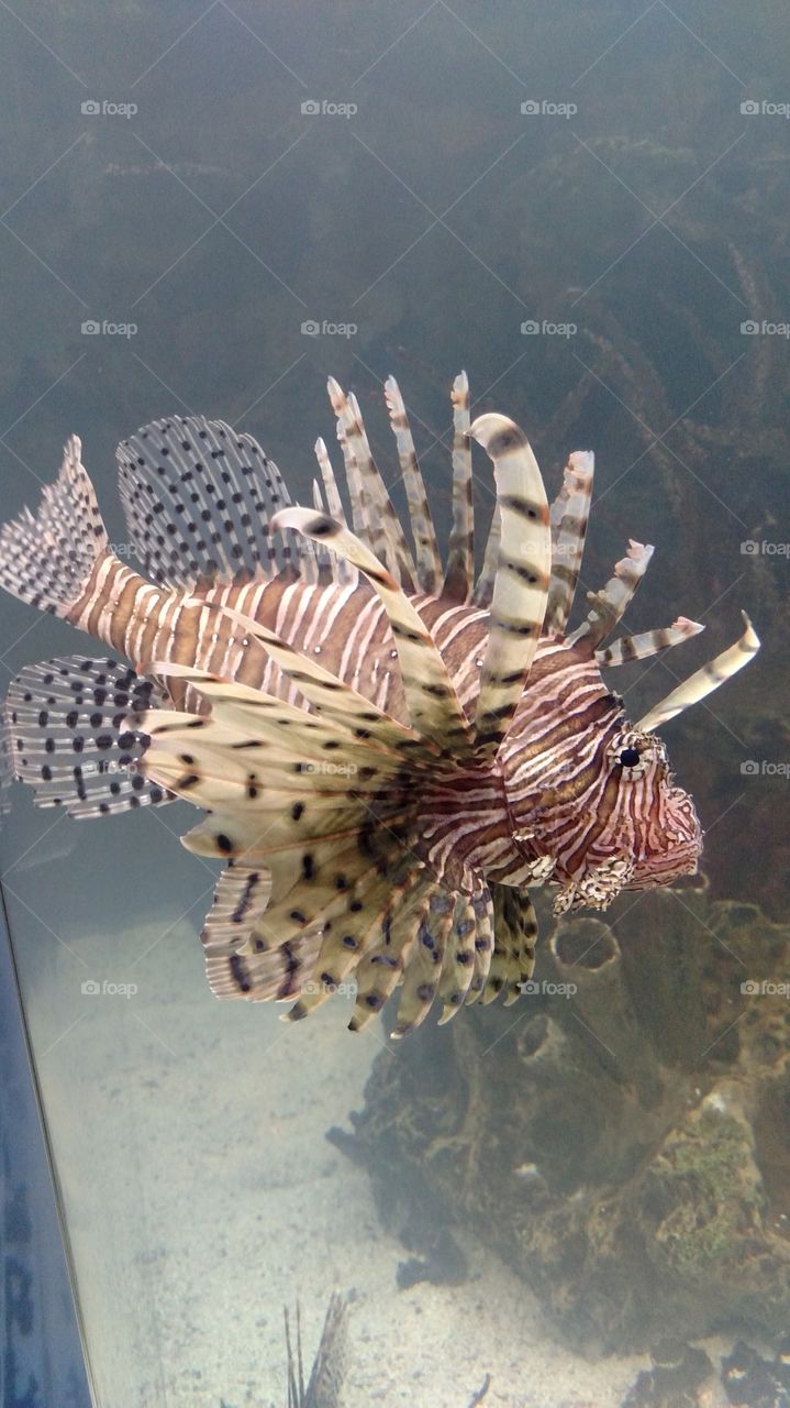 Lion Fish in the Shark Reef. This is a lion fish at Mandalay Bay.