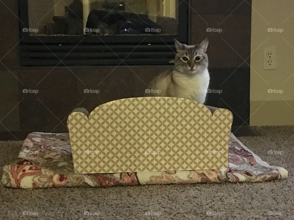 Cat, Furniture, No Person, Mammal, Room