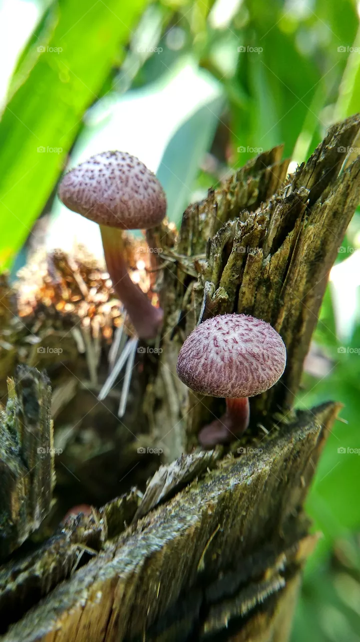 mushroom