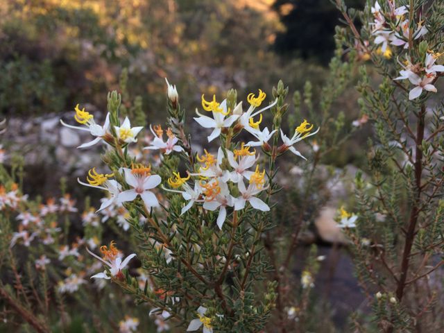 White small flowers 