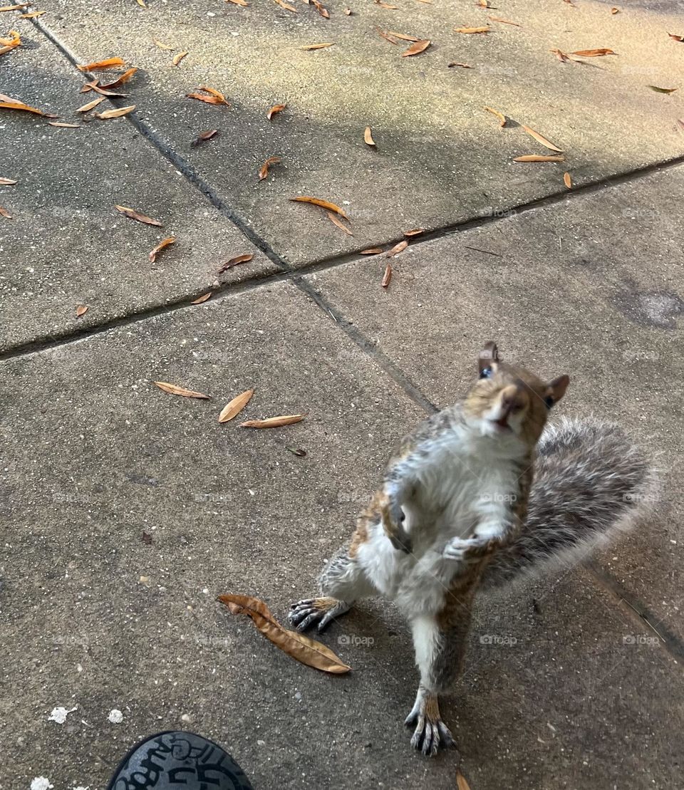 Squirrel can I have some more please