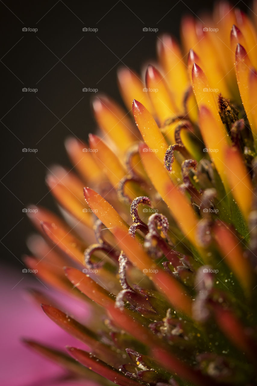 A colorful macro portrait of the core of an echinacea purpurea. the stencils are full of yellow pollen.