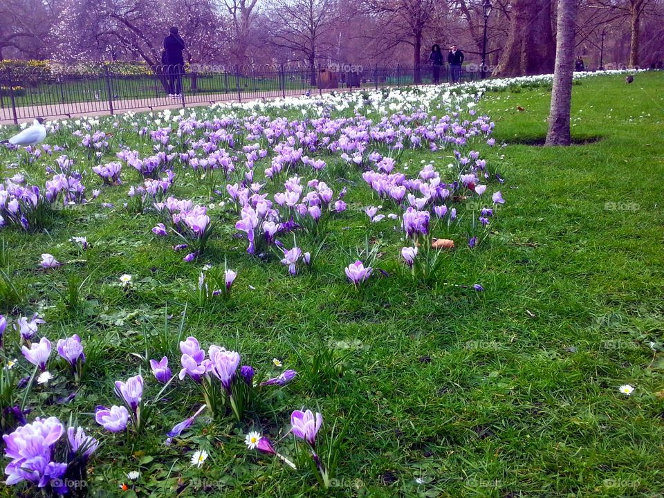 Field of Lavender flowers in St. James's Park, London