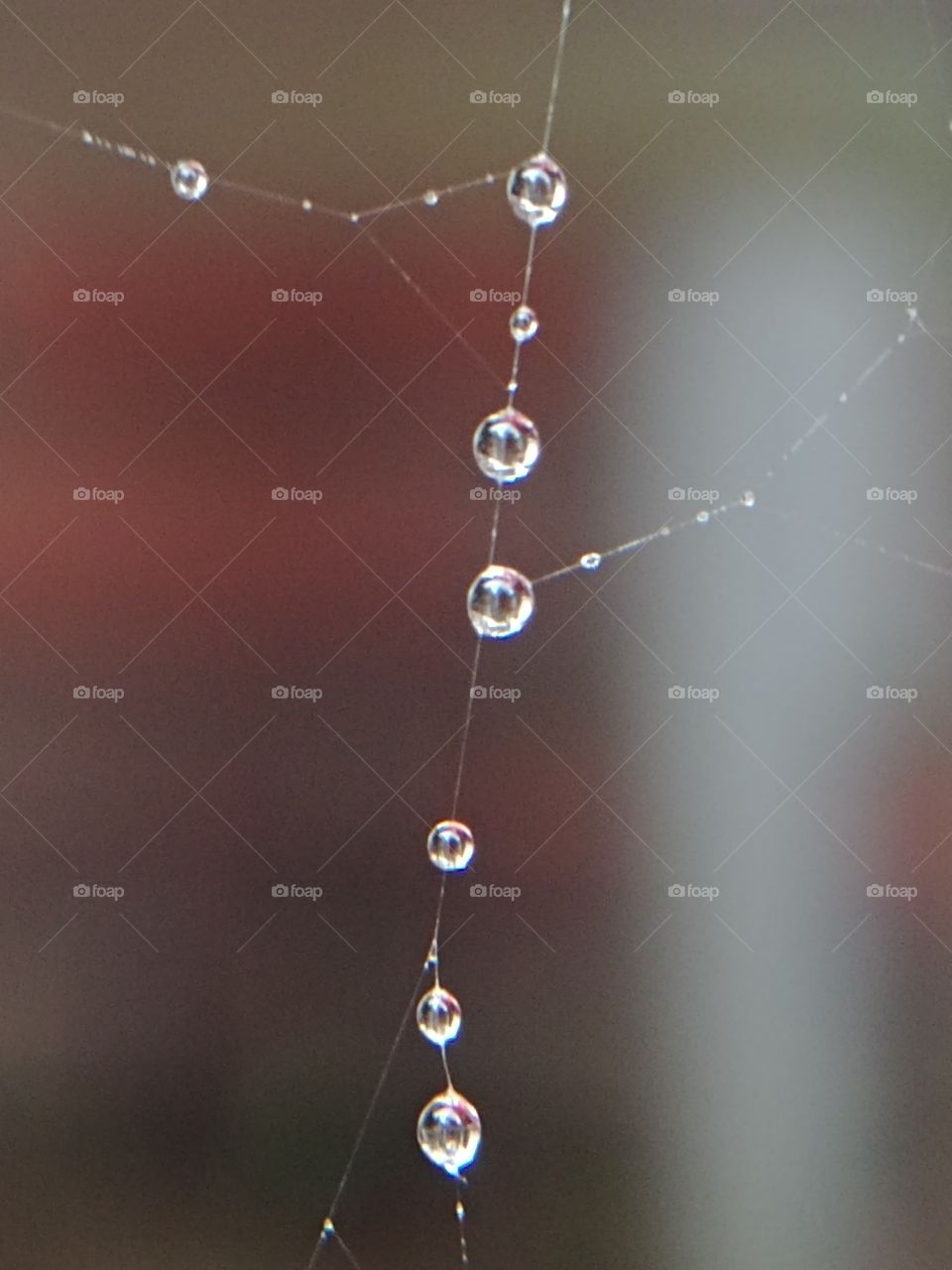 Spider rain Spinnennetz wasser H2O perlen raindrops Regentropfen