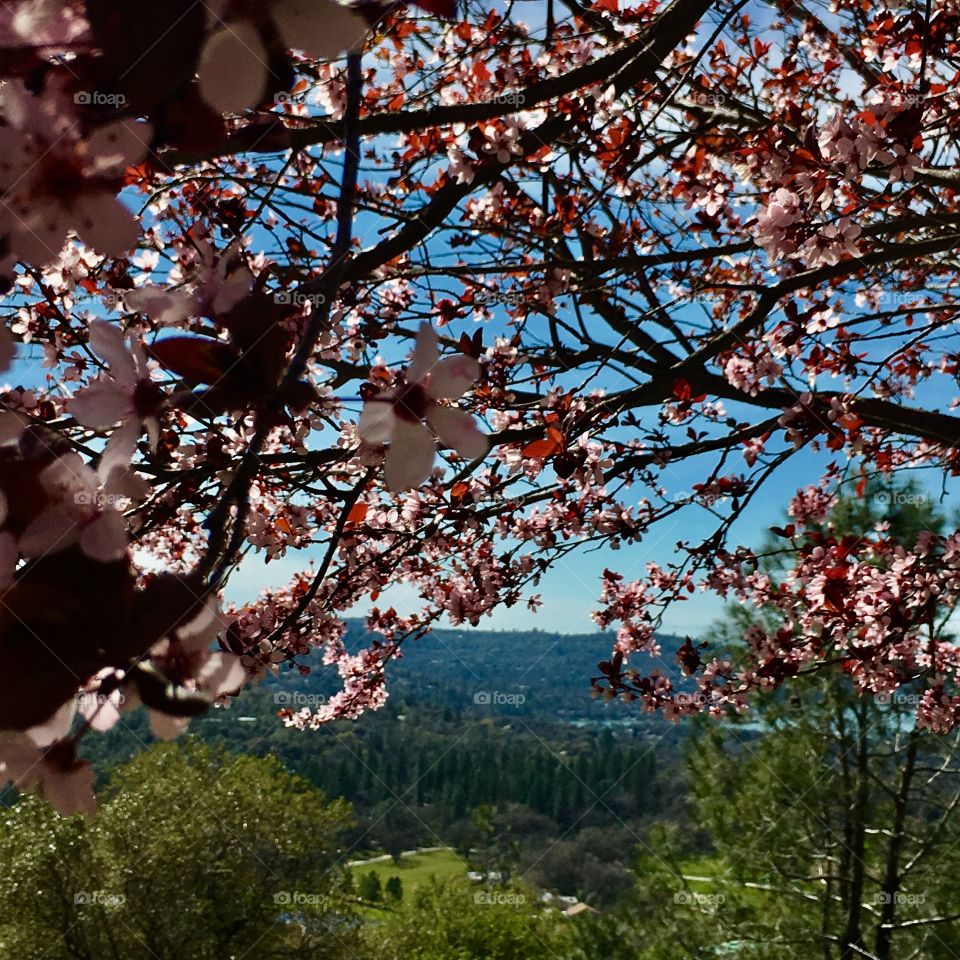 Springtime view
