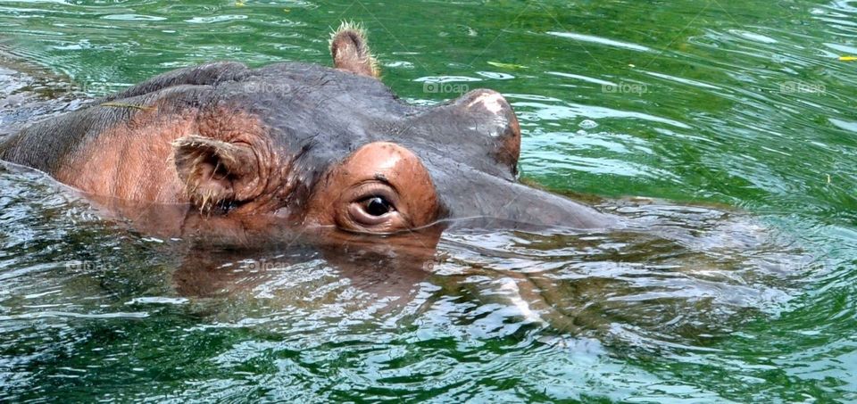 The Toronto Zoo, Toronto, Ontario, Canada